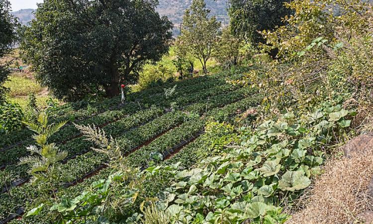 Structures for soil and water conservation