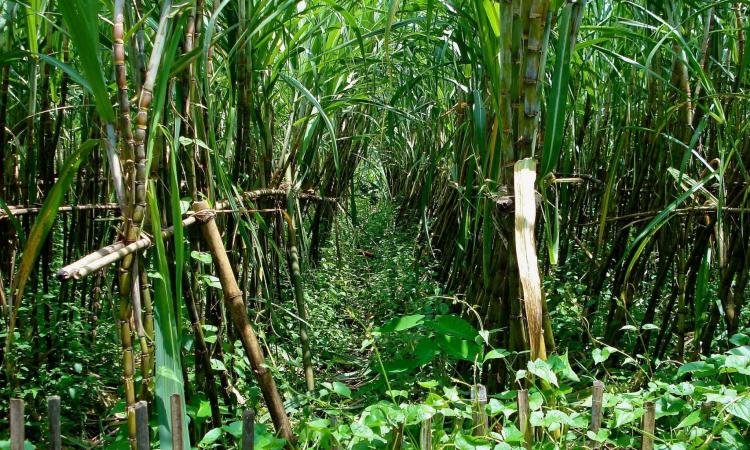 Cropping pattern in Maharashtra over the past 40 years has shifted towards water-intensive crops like sugarcane (Image: Terry Sunderland/CIFOR)