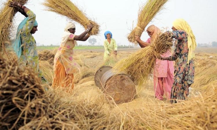 Farmers thresh paddy during harvest at Sangrur, Punjab. (Source: Neil Palmer, CIAT, 2011, Wikimedia Commons)
