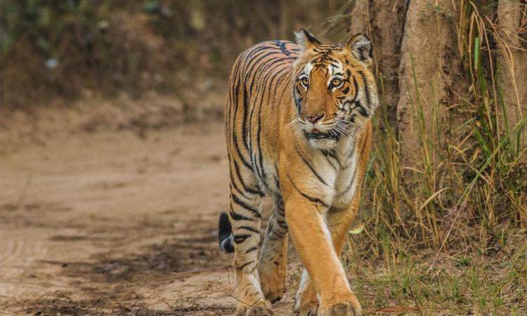 Tiger in Corbett national park. (Source: Soumyajit Nandy, Flickr Commons)