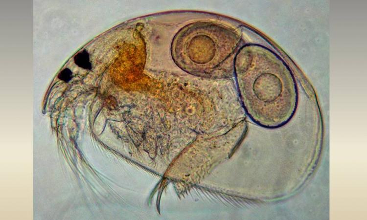 Water fleas can warn of water pollution (Image Source: Sameer Padhye)