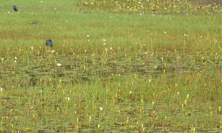 A roadside wetland remains a biodiversity haven instead of being clogged with trash in Vernem,Goa