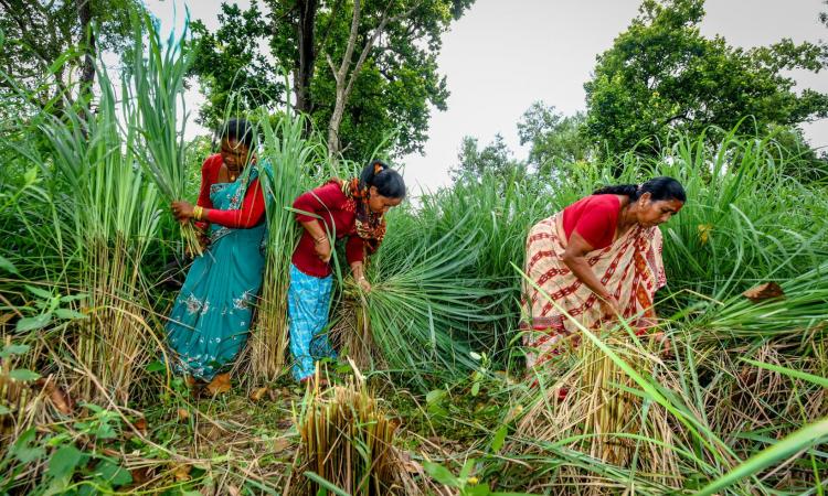 The non timber forest products collection season, which is mainly in the months of April to June coincided exactly with the lockdown (Image: CIFOR, Flickr Commons)