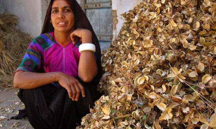 A woman from the Ahir tribe at Chapredi village, east of Bhuj with cotton husks. (Image: Meena Kadri, Flickr Commons, CC BY-ND 2.0